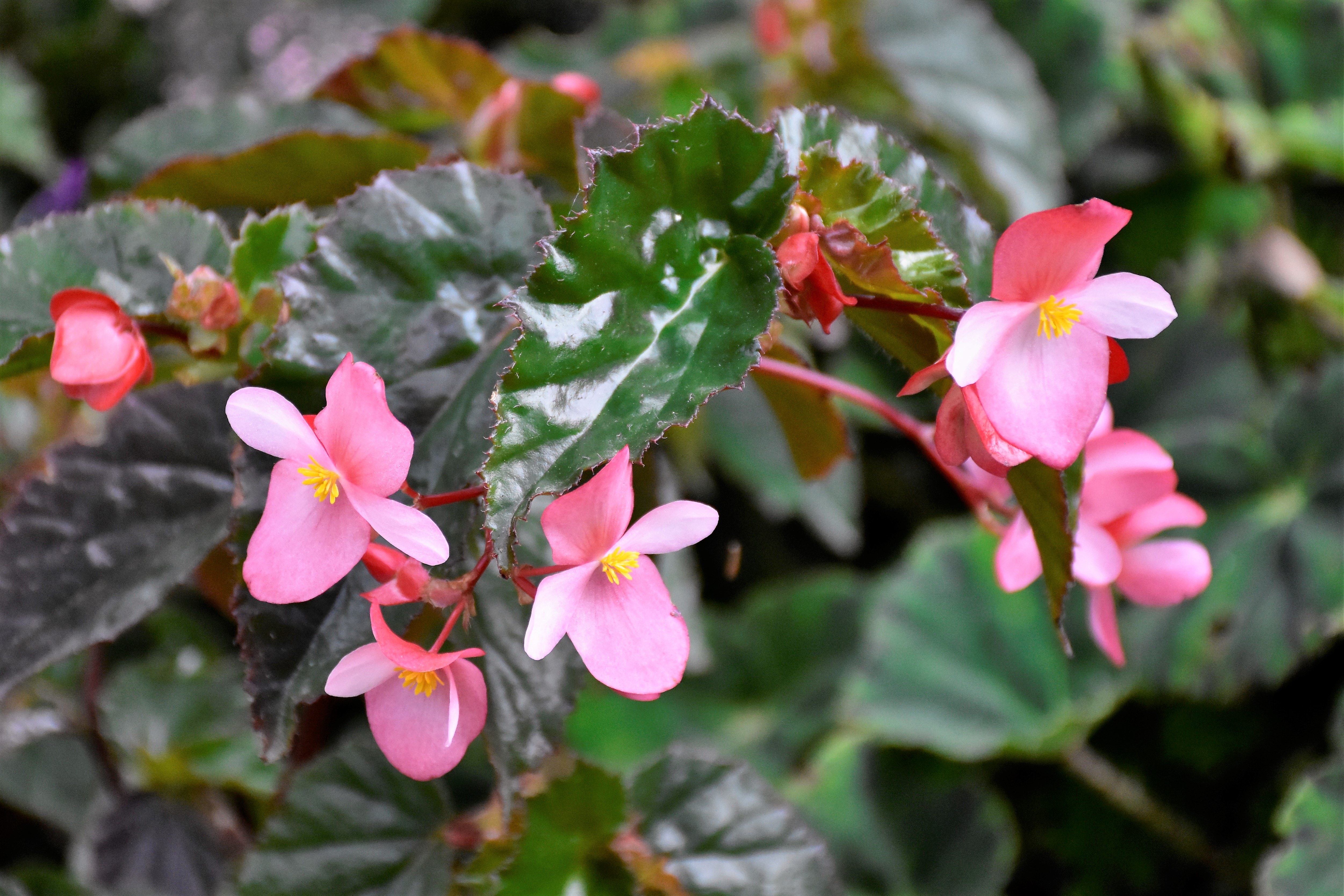 Loja Zoo Begonia Mom.jpg