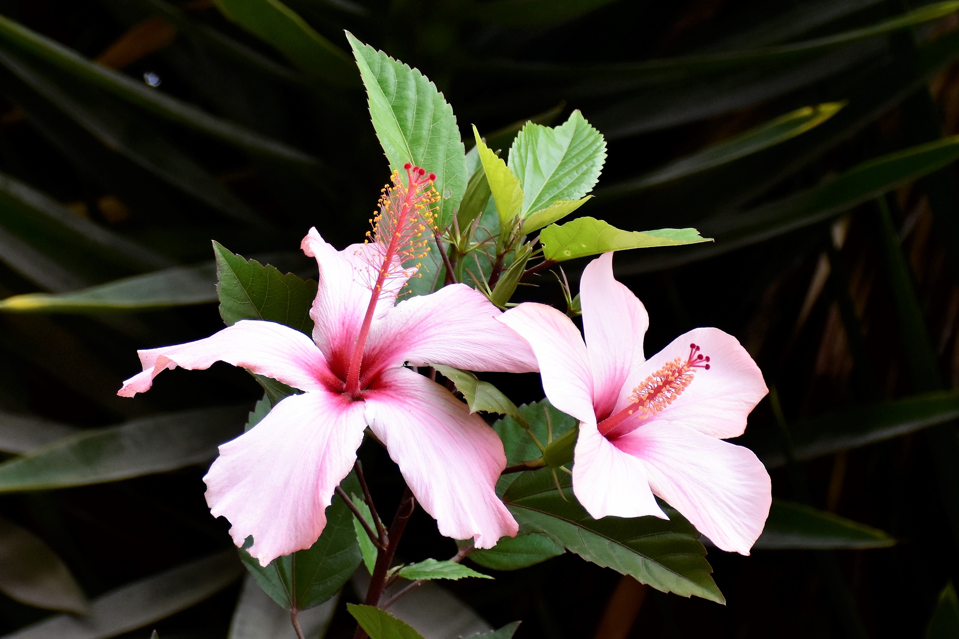 Loja Zoo Hibiscus III