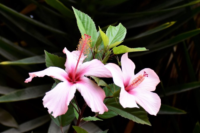 Loja Zoo Hibiscus III