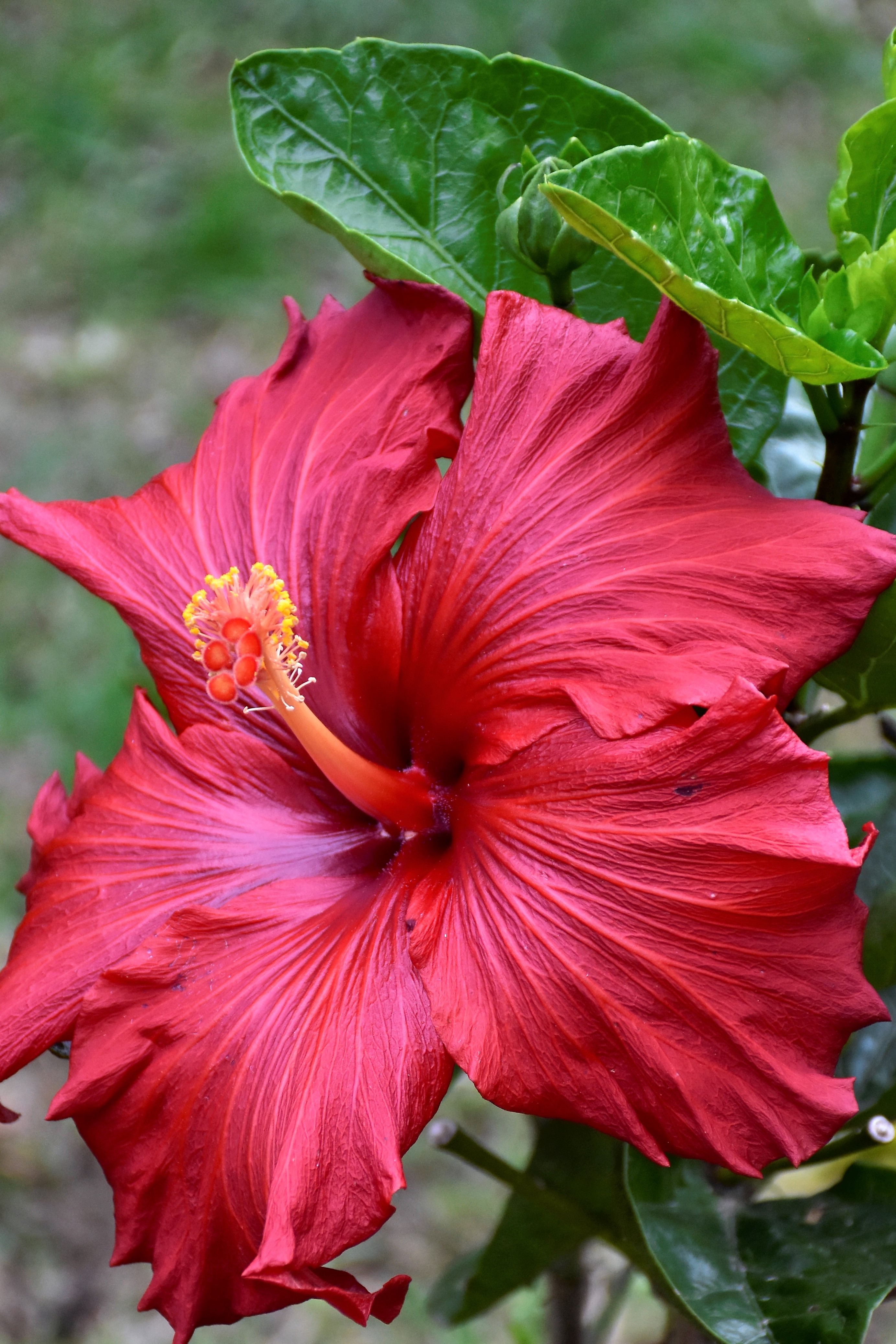 Loja Zoo Hybiscus Nice (2).jpg