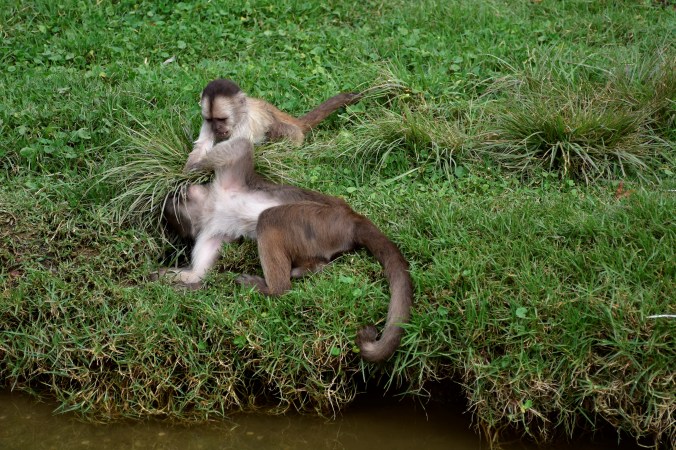 Loja Zoo Monkies Playing.jpg