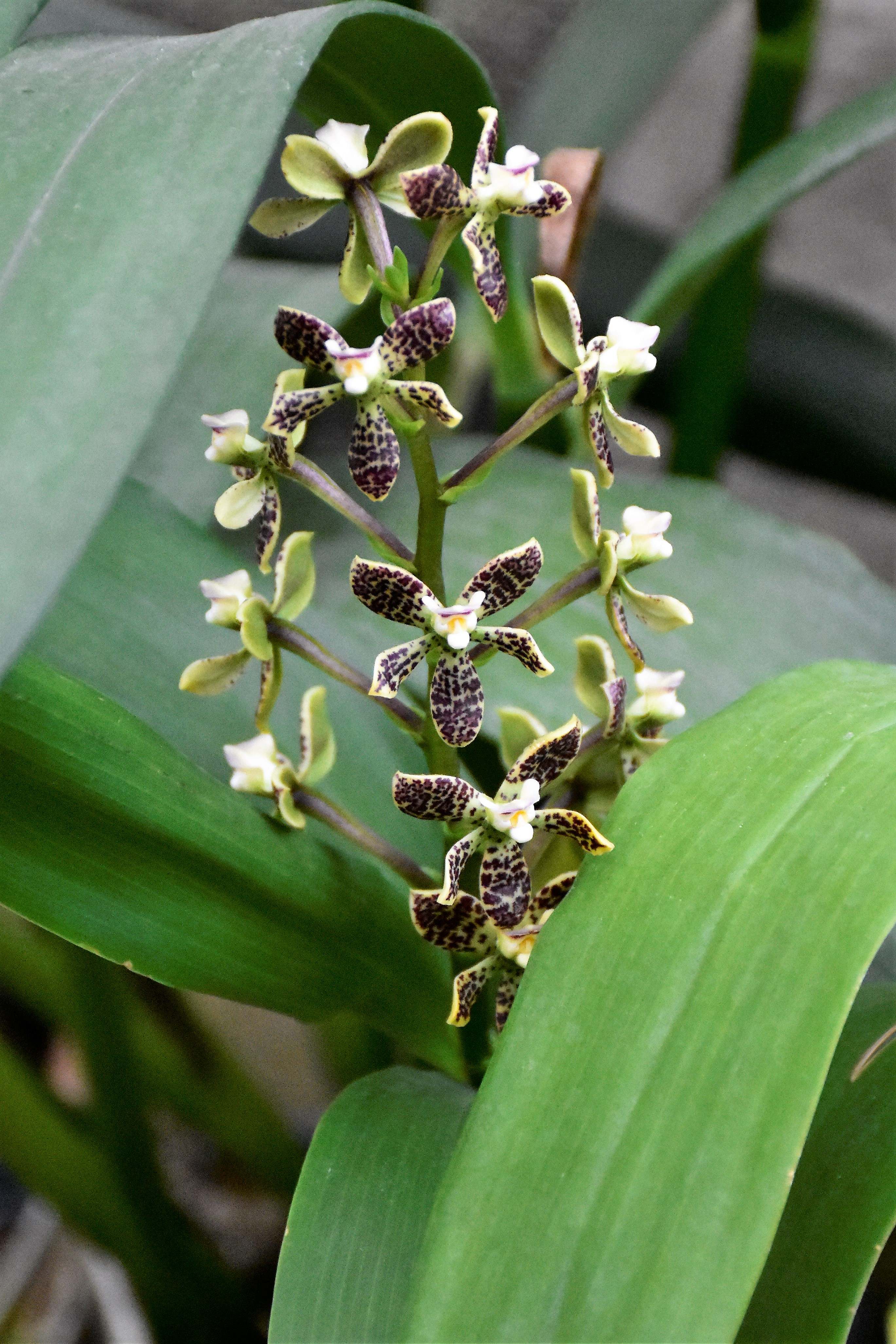 Loja Zoo Orchid II.jpg