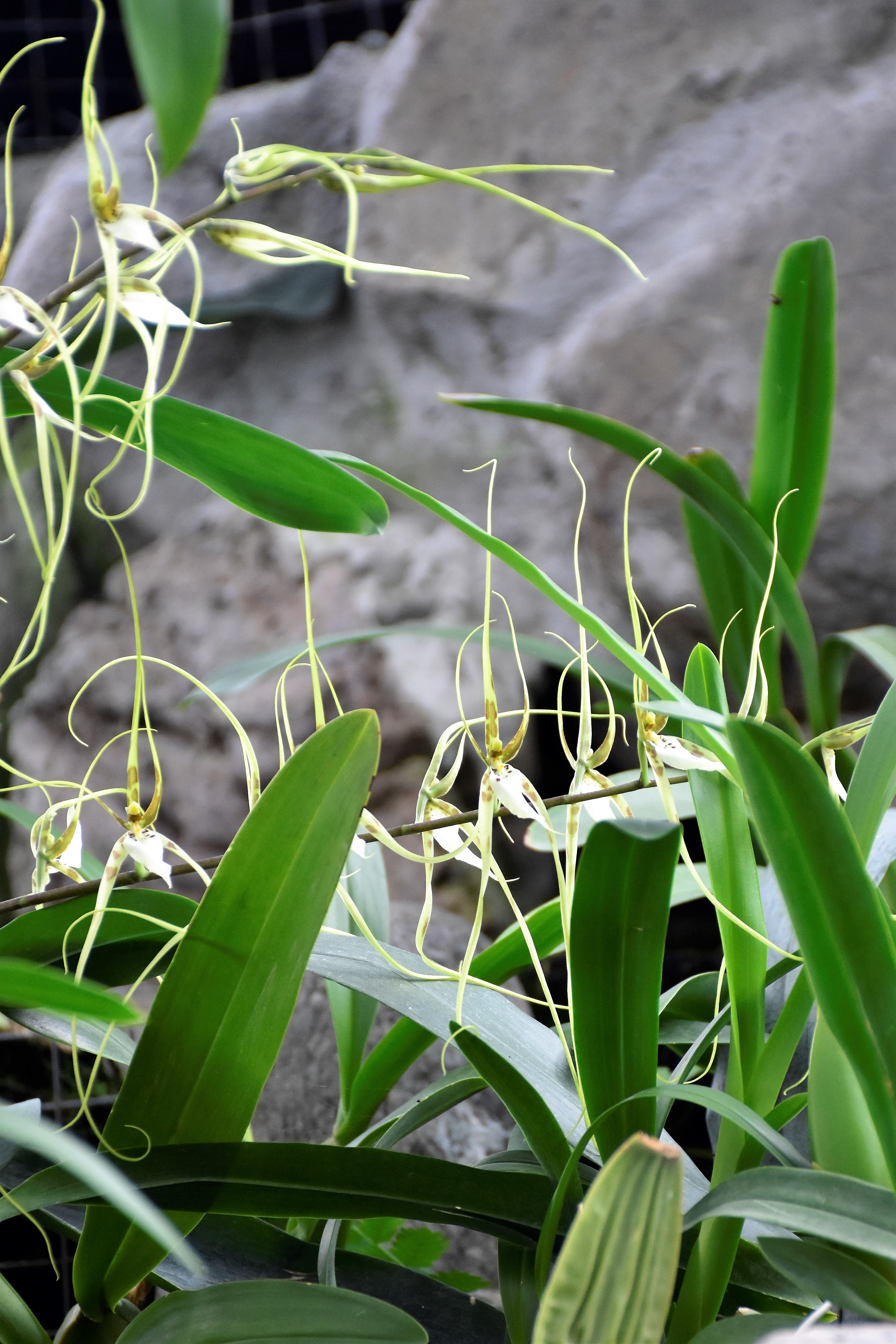 Loja Zoo Orchid IV.jpg