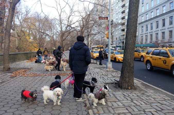 DSC05347 Central Park Dog Walkers