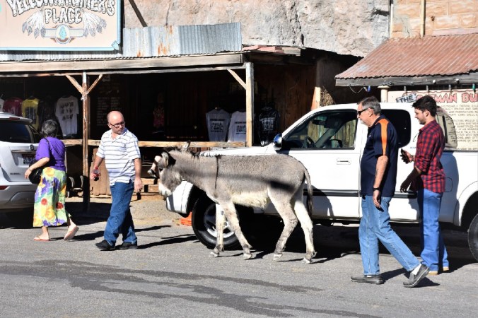 Oatman AZ Burro One of the Family (2)