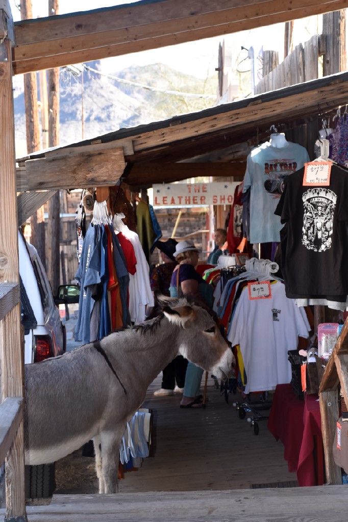 Oatman AZ Burro Shopping (2)