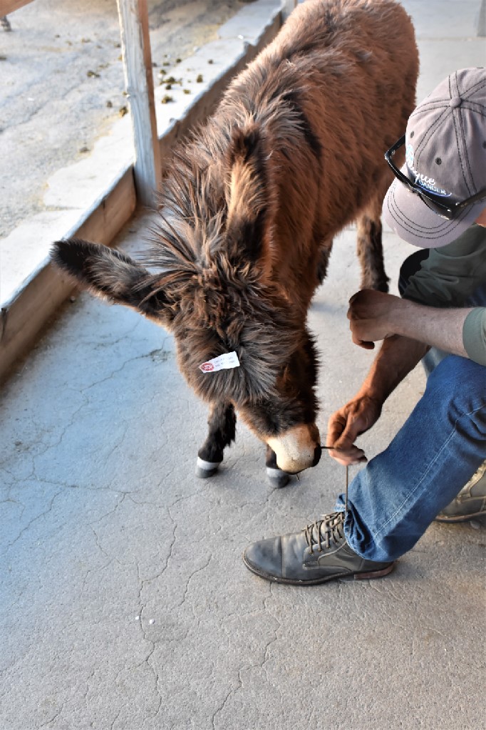 Oatman AZ Burros Shoe String (2)