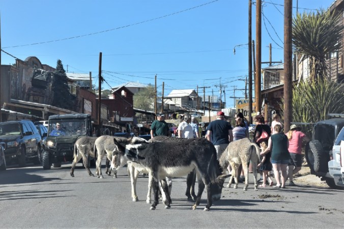 Oatman Burros Welcome (2)